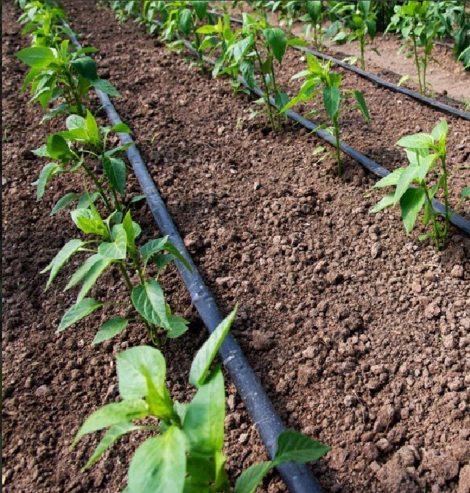 ¿Por qué la manguera Oval Hose de Polietileno supera a la manguera Lay Flat de PVC en el riego agrícola?