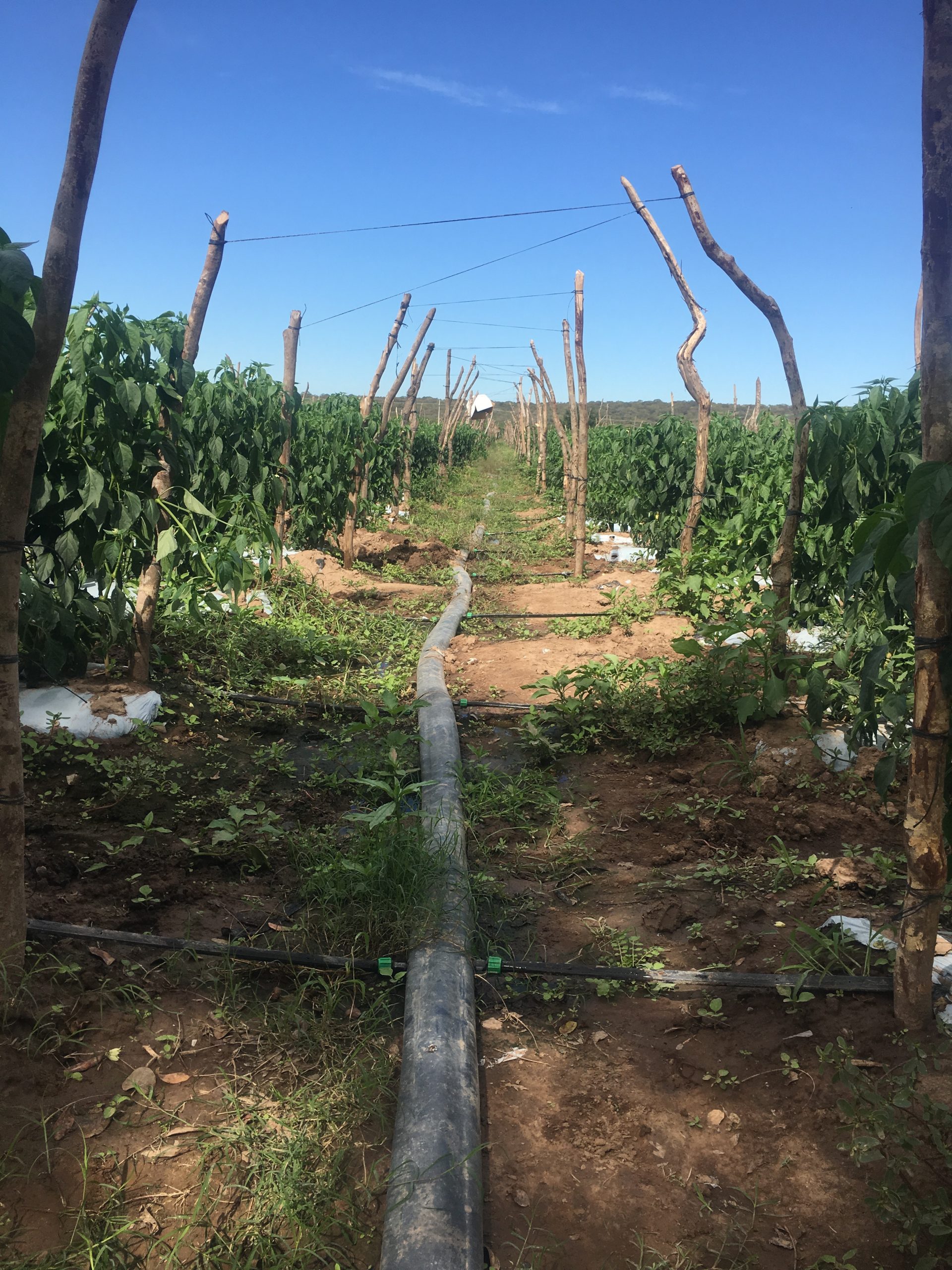 En este momento estás viendo La Manguera Ovalada es la mejor opcion para el campo